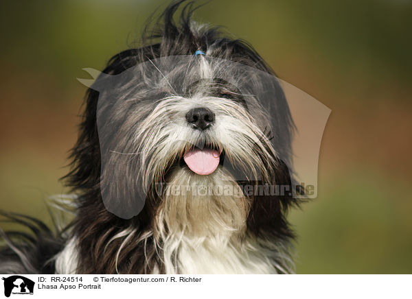 Lhasa Apso Portrait / Lhasa Apso Portrait / RR-24514