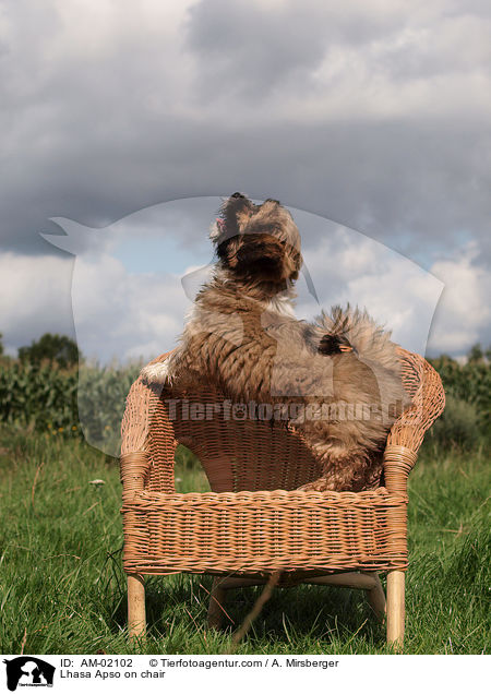 Lhasa Apso on chair / AM-02102