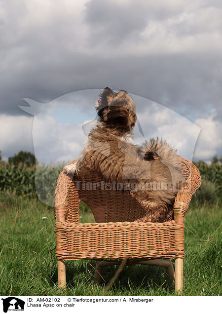 Lhasa Apso auf Stuhl / Lhasa Apso on chair / AM-02102