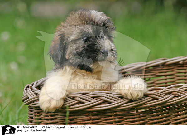 puppy in the basket / RR-04871