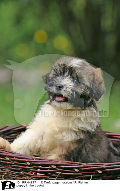 puppy in the basket / RR-04877