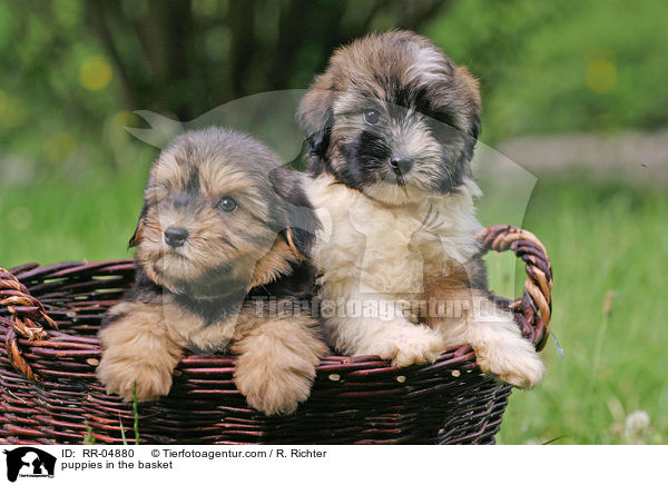 puppies in the basket / RR-04880