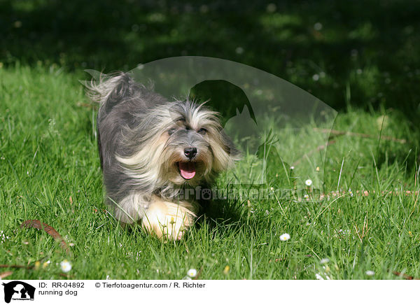 rennendes Lwchen / running dog / RR-04892