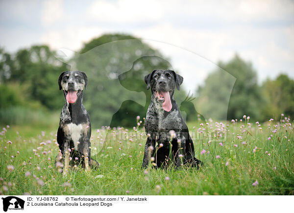 2 Louisiana Catahoula Leopard Dogs / 2 Louisiana Catahoula Leopard Dogs / YJ-08762