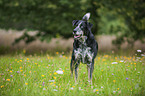 Louisiana Catahoula Leopard Dog