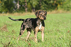 standing Louisiana Catahoula Leopard Dog