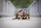 female Louisiana Catahoula Leopard Dog