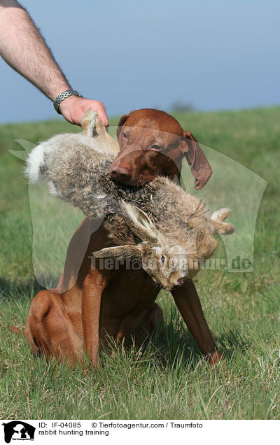 rabbit hunting training / IF-04085