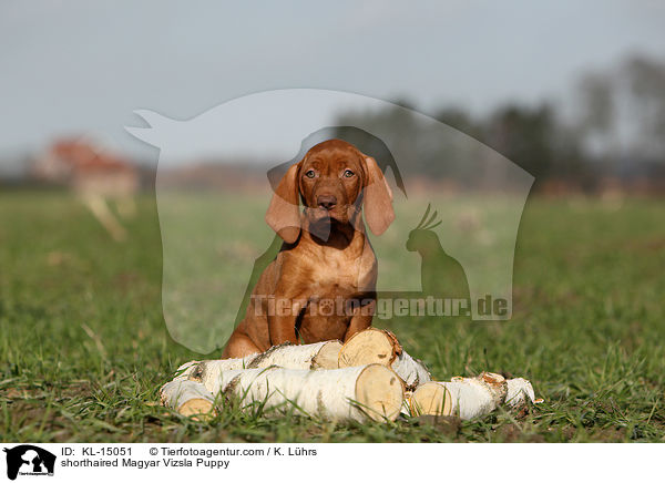 Kurzhaarvizsla Welpe / shorthaired Magyar Vizsla Puppy / KL-15051