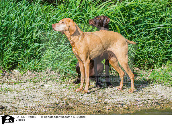 2 Hunde / 2 dogs / SST-16883