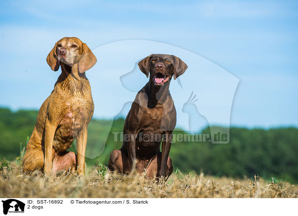 2 Hunde / 2 dogs / SST-16892