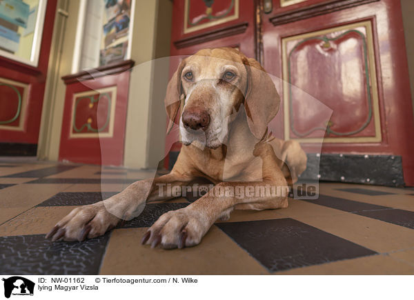 liegender Magyar Vizsla / lying Magyar Vizsla / NW-01162