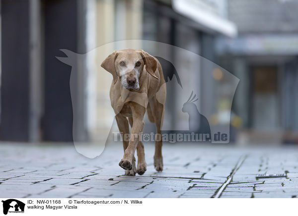 laufender Magyar Vizsla / walking Magyar Vizsla / NW-01168