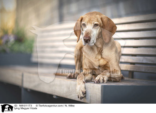 liegender Magyar Vizsla / lying Magyar Vizsla / NW-01173