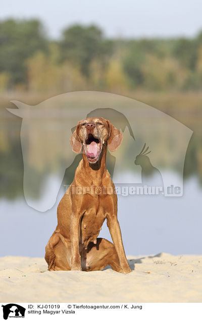 sitzender Magyar Vizsla / sitting Magyar Vizsla / KJ-01019