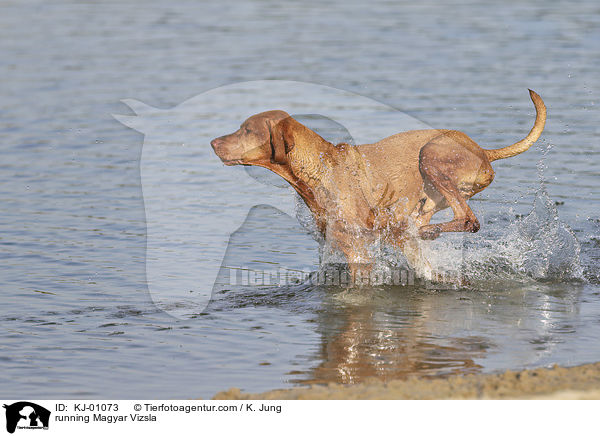 rennender Magyar Vizsla / running Magyar Vizsla / KJ-01073