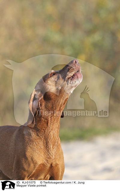 Magyar Vizsla Portrait / Magyar Vizsla portrait / KJ-01075