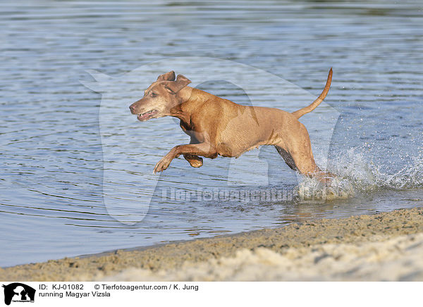 rennender Magyar Vizsla / running Magyar Vizsla / KJ-01082