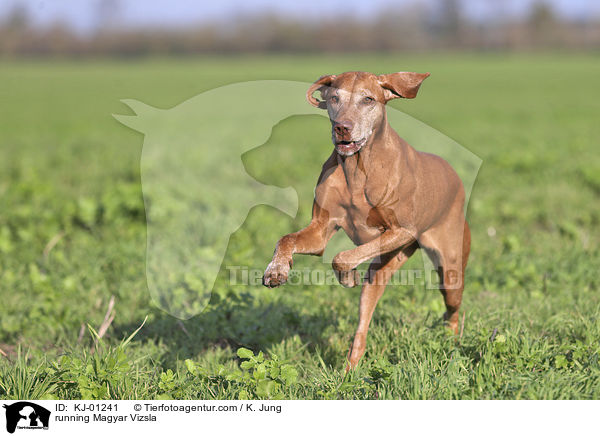 rennender Magyar Vizsla / running Magyar Vizsla / KJ-01241