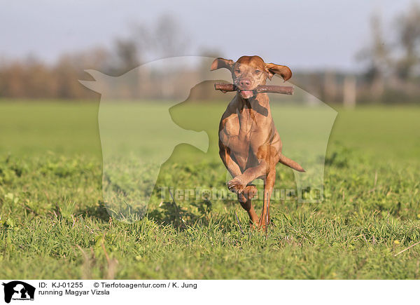 rennender Magyar Vizsla / running Magyar Vizsla / KJ-01255