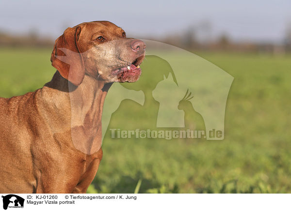 Magyar Vizsla Portrait / Magyar Vizsla portrait / KJ-01260