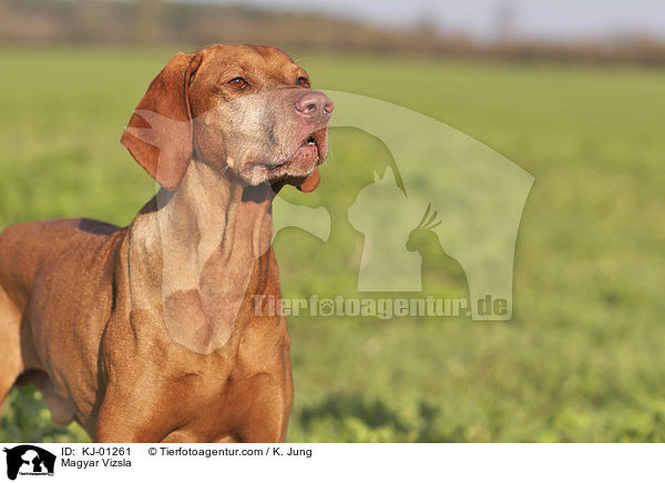 Magyar Vizsla / Magyar Vizsla / KJ-01261