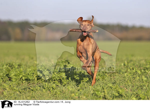 rennender Magyar Vizsla / running Magyar Vizsla / KJ-01262