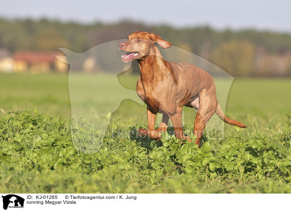 rennender Magyar Vizsla / running Magyar Vizsla / KJ-01265