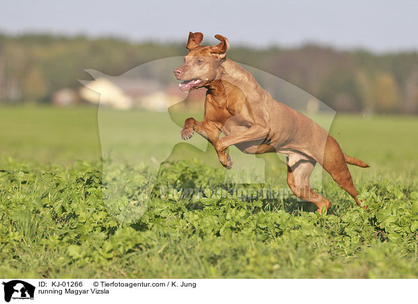 rennender Magyar Vizsla / running Magyar Vizsla / KJ-01266