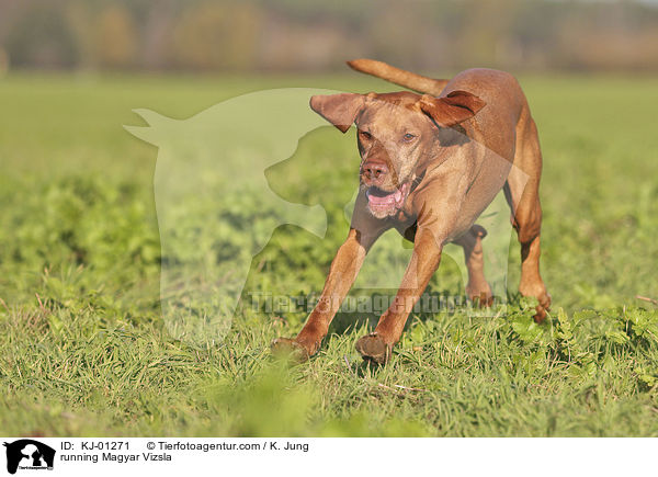 rennender Magyar Vizsla / running Magyar Vizsla / KJ-01271