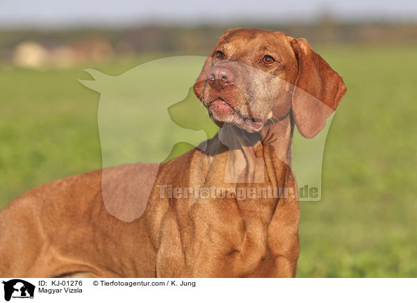 Magyar Vizsla / Magyar Vizsla / KJ-01276