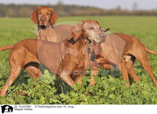 Magyar Vizslas / Magyar Vizslas / KJ-01283