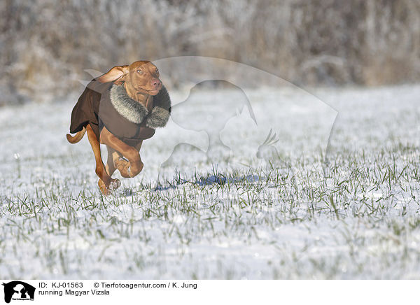 rennender Magyar Vizsla / running Magyar Vizsla / KJ-01563