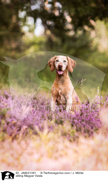 sitzender Magyar Vizsla / sitting Magyar Vizsla / JAM-01391