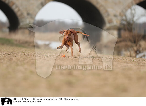 Magyar Vizsla im Herbst / Magyar Vizsla in autumn / KB-07259