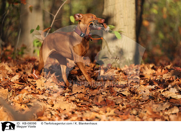 Magyar Vizsla / KB-08096