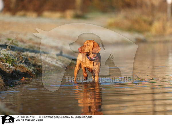 junger Magyar Vizsla / young Magyar Vizsla / KB-09740