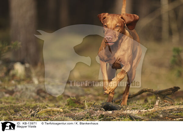 Magyar Vizsla / Magyar Vizsla / KB-13971