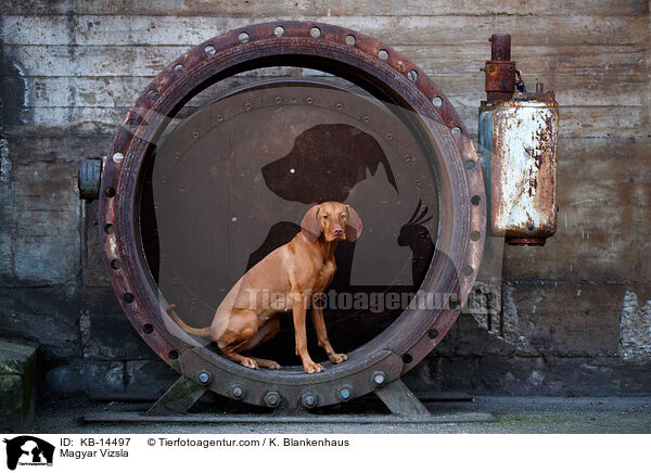 Magyar Vizsla / Magyar Vizsla / KB-14497