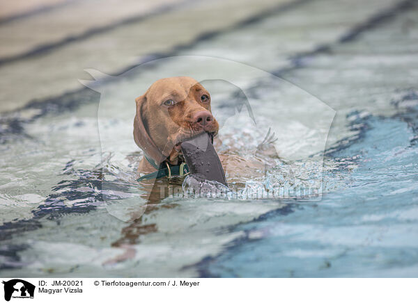 Magyar Vizsla / Magyar Vizsla / JM-20021