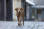 walking Magyar Vizsla