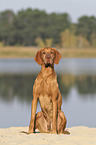 sitting Magyar Vizsla