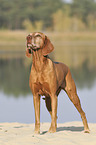 standing Magyar Vizsla