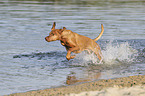 running Magyar Vizsla