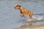 running Magyar Vizsla