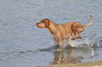 running Magyar Vizsla