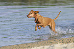 running Magyar Vizsla