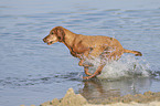 running Magyar Vizsla