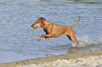 running Magyar Vizsla