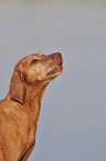 Magyar Vizsla portrait